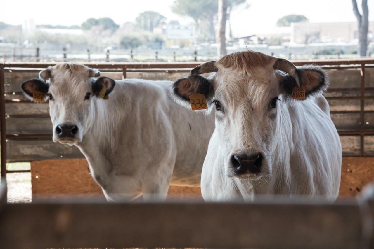 شقة Agri Domus Guidonia المظهر الخارجي الصورة